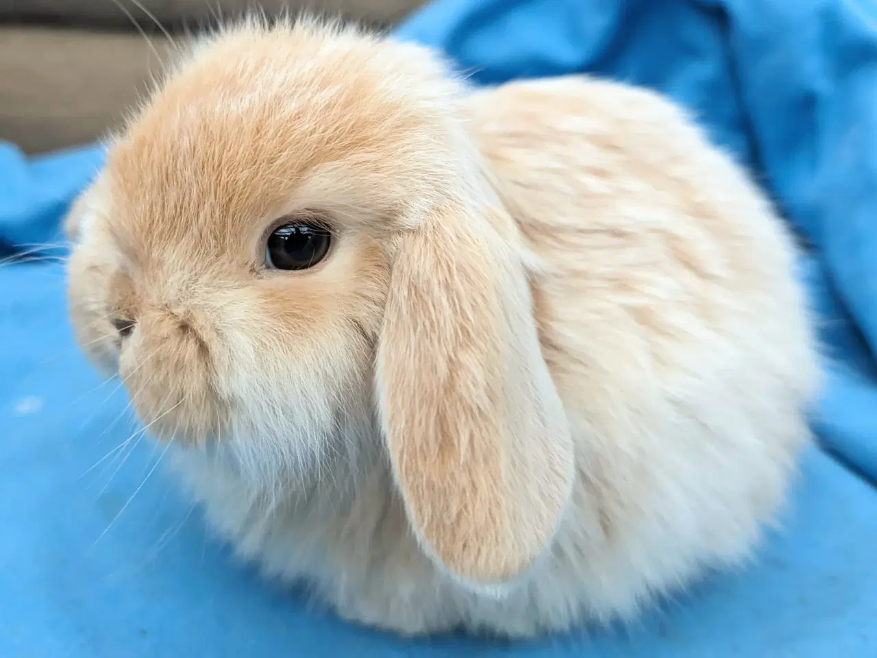 Billede 1 - Minilop kaninunge sælges 