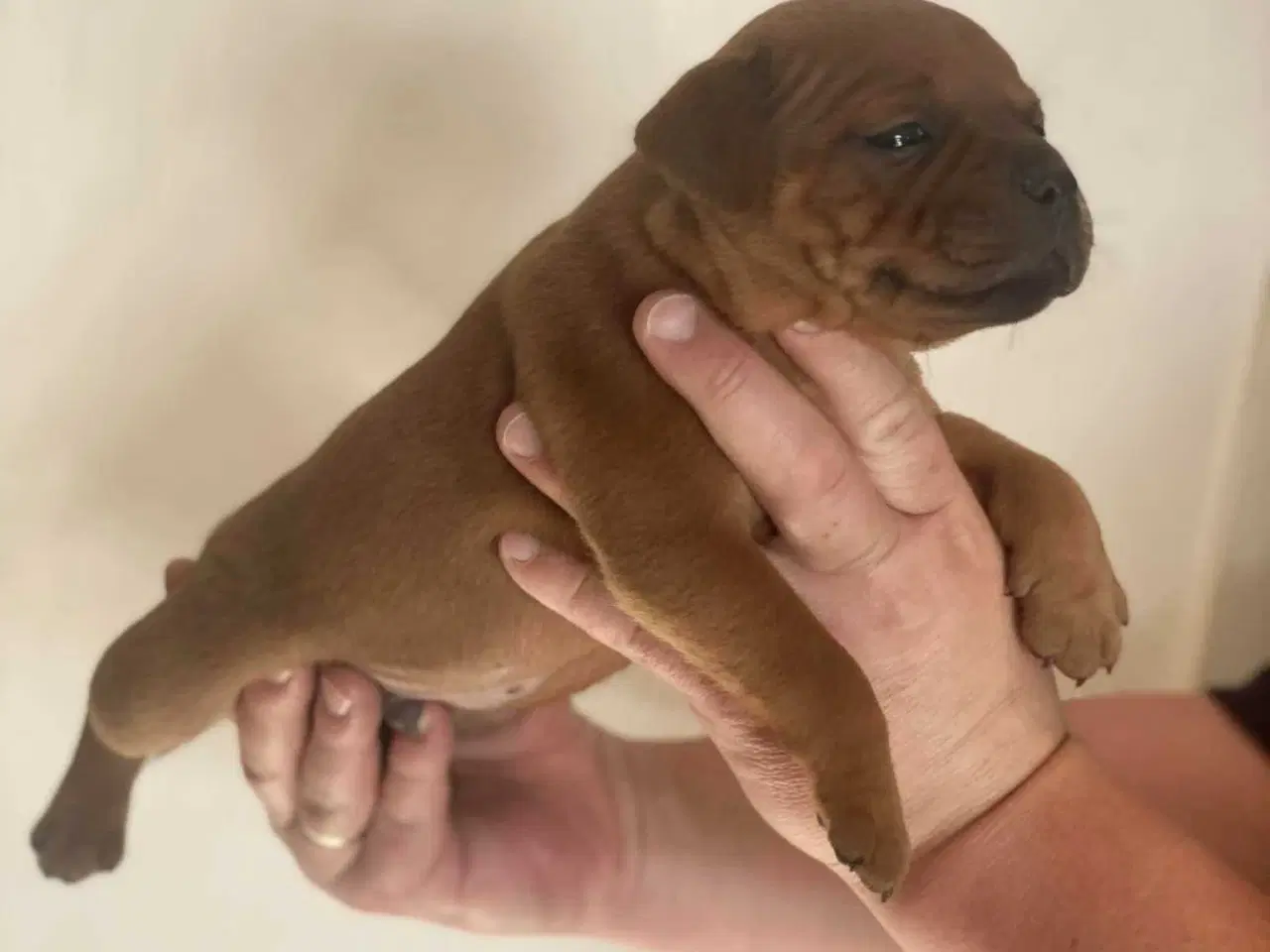 Billede 9 - Smukke Staffordshire Bull Terrier hvalpe DKK 