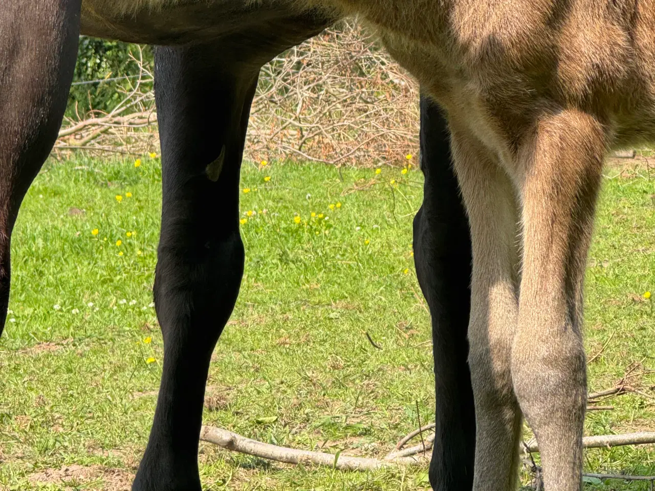 Billede 8 - Fantastisk smuk hingst med afdrag muligt 