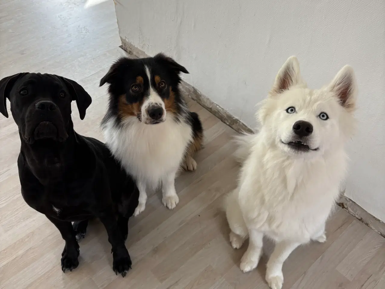 Billede 4 - Samojede/husky/malamut 