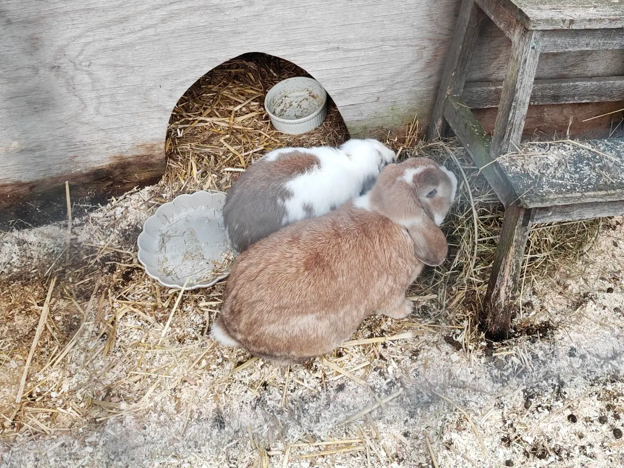 Billede 4 - Dværgkanin-par søger trygt og blivende hjem
