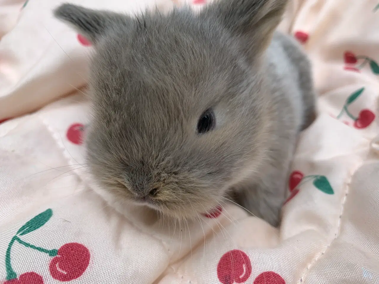 Billede 4 - Mini lop stk pris 100% ægte
