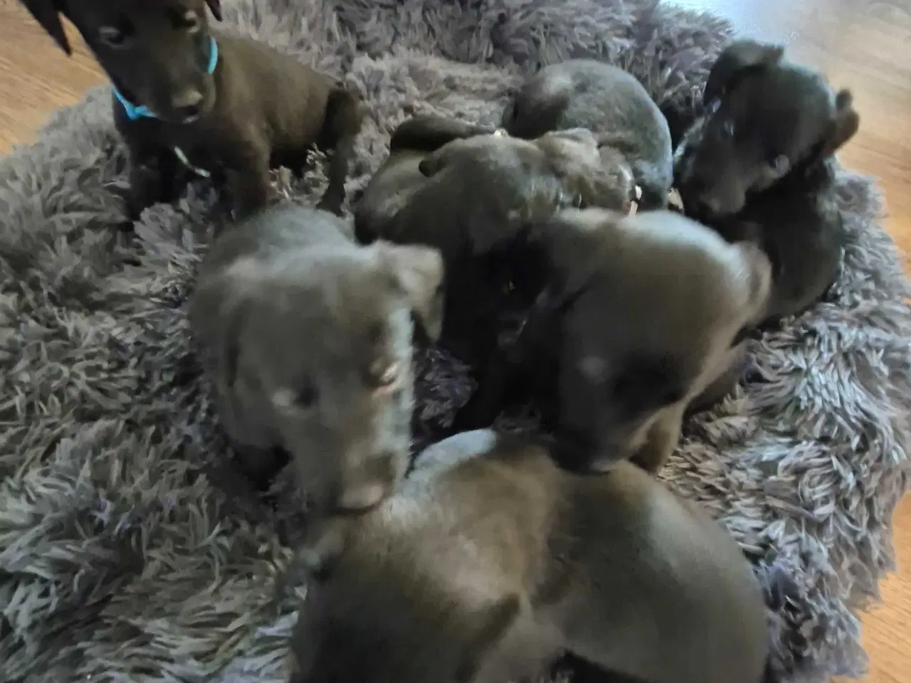 Billede 5 - Unikke Whipoodle