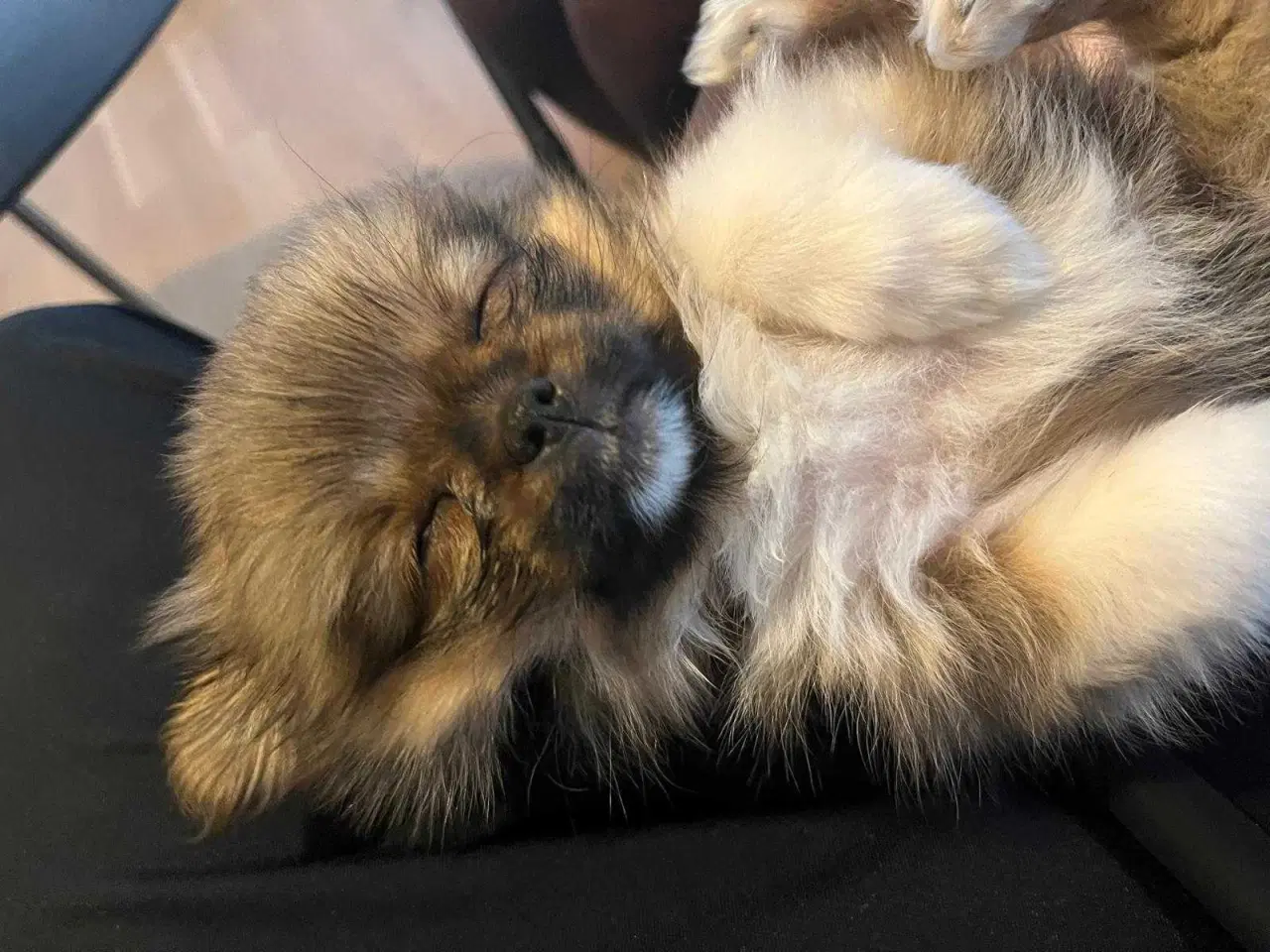 Billede 2 - Pomeranian han hund 