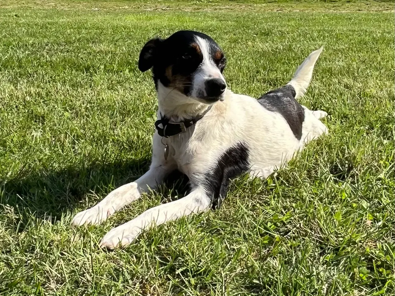 Billede 14 - Dansksvensk gårdhund til salg