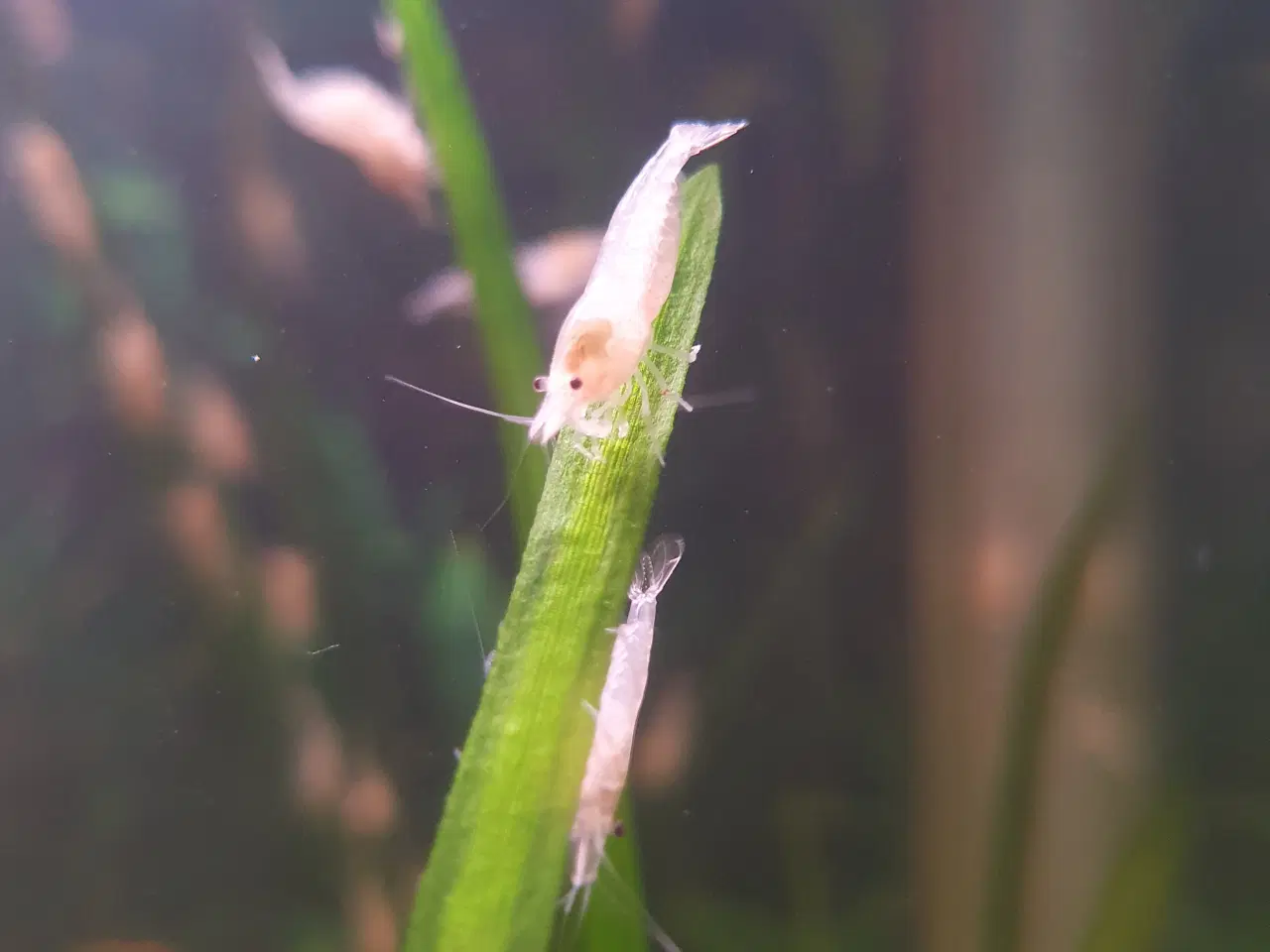 Billede 8 - Neocaridina White Pearl/hvide rejer 