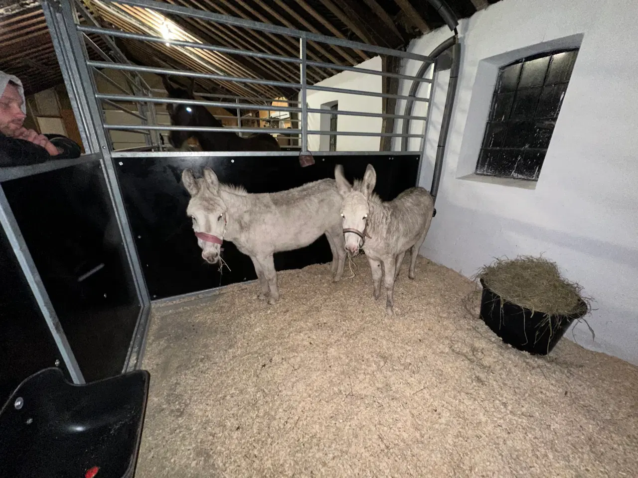 Billede 2 - To skønne æsler sælges