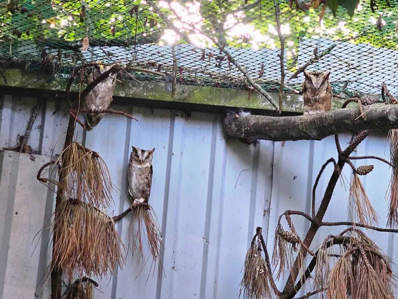 Billede 1 - 1.0.Halsbånds ugle/Otus bakkamoena