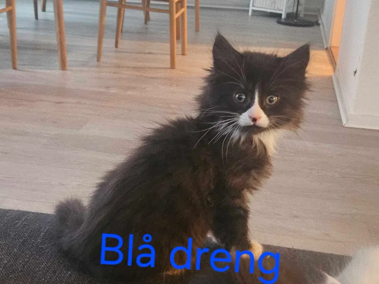 Billede 6 - Maine coon/ Sibirisk killinger