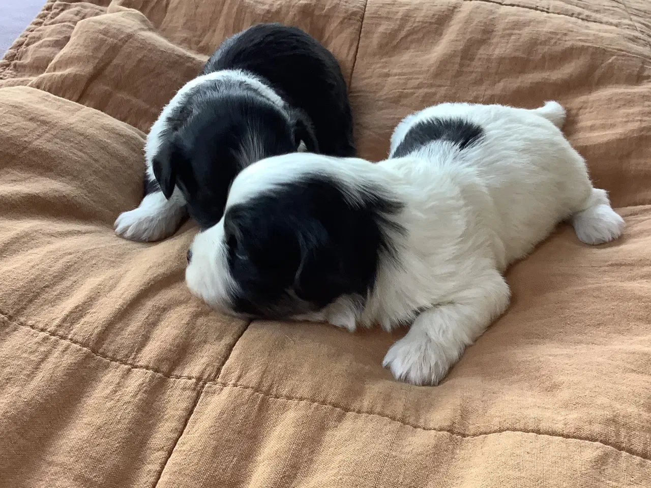 Billede 1 - Bichon havaneser 