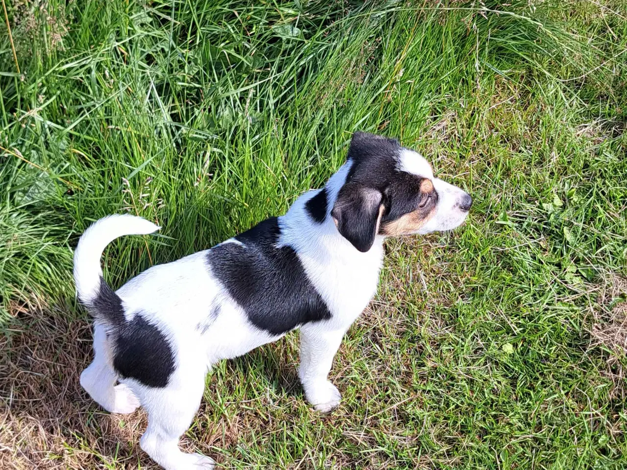 Billede 2 - Dansk/ Svensk gårdhundehvalpe