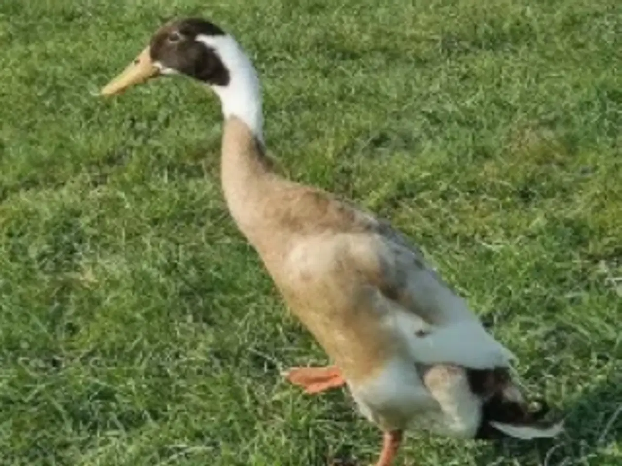 Billede 1 - Indiske løbeænder sælges i flere farve begge køn