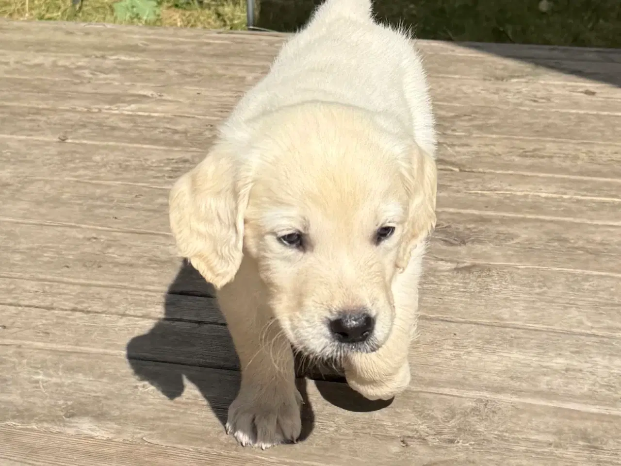 Billede 6 - Gold Retriever blandinger
