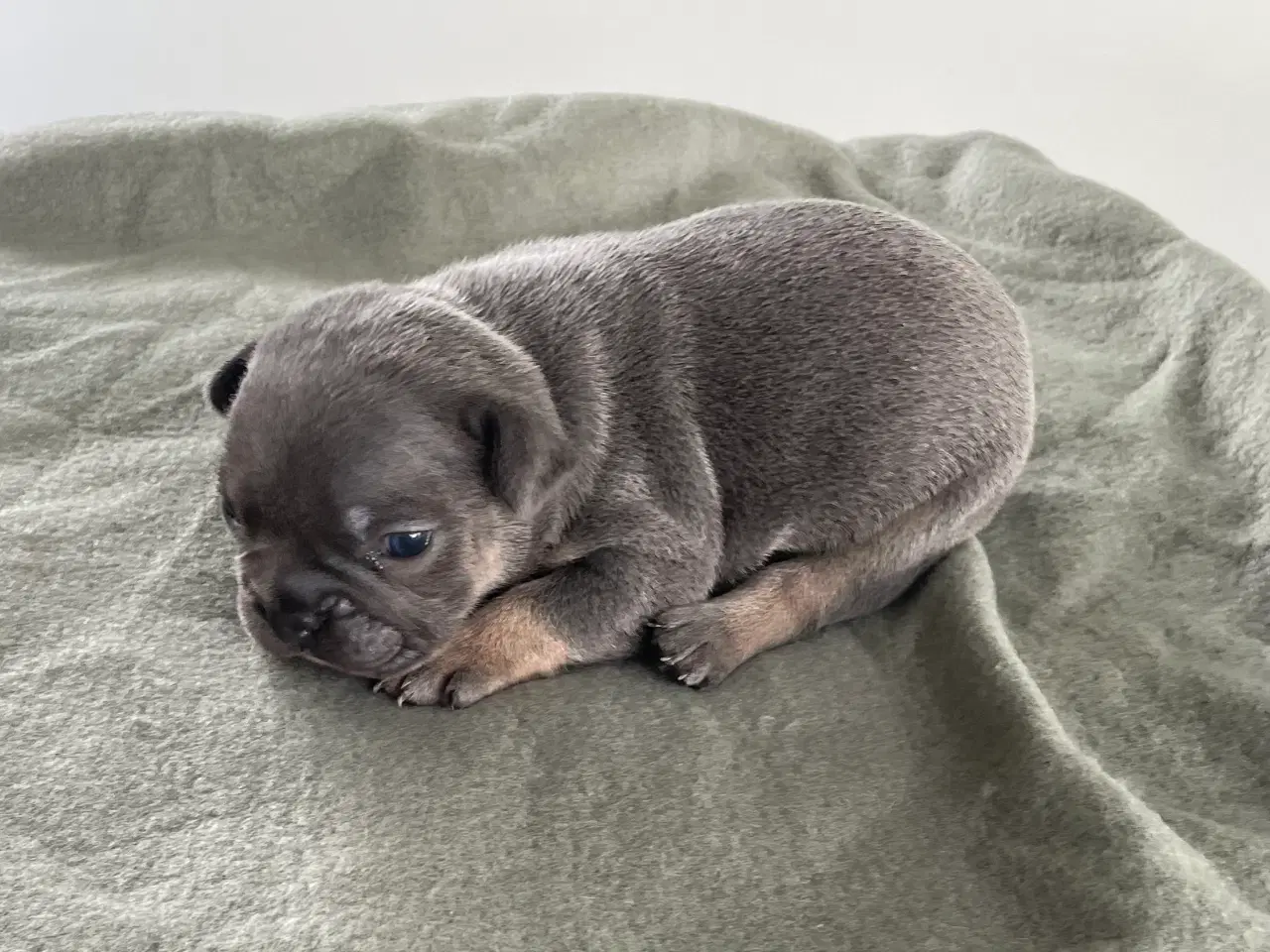 Billede 7 - Fransk bulldog hvalpe
