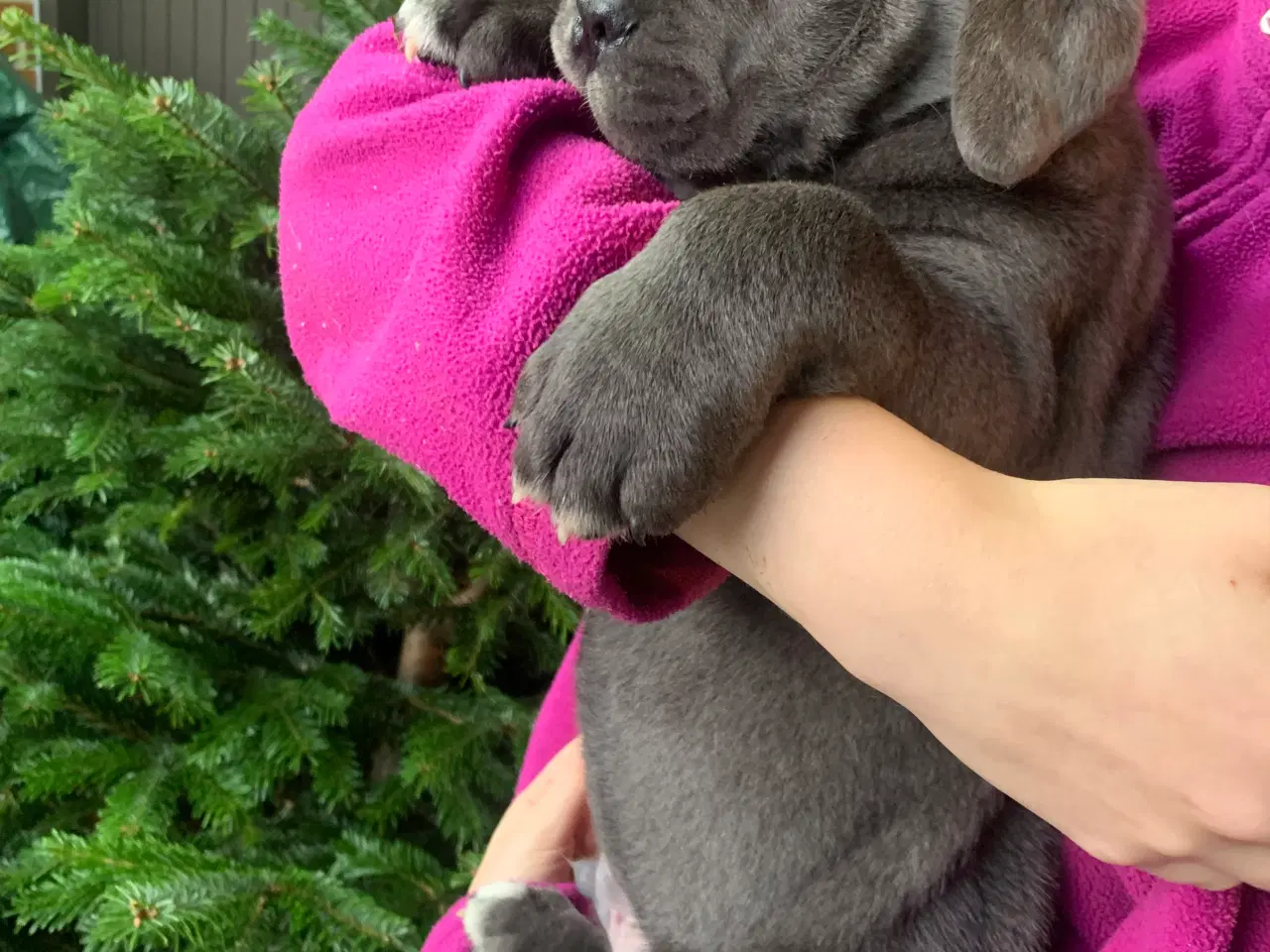 Billede 5 - Cane Corso Italiano hvalpe 