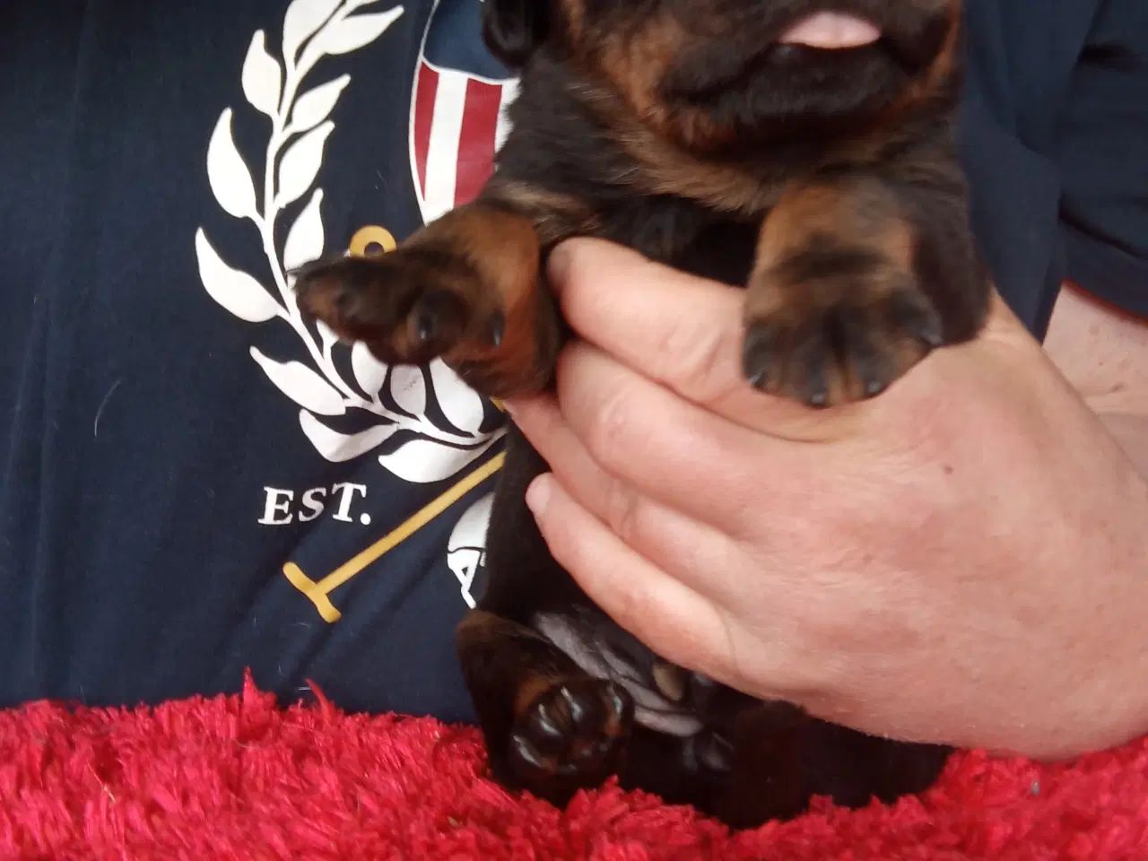 Billede 7 - Rottweiler x Cane Corso mix 