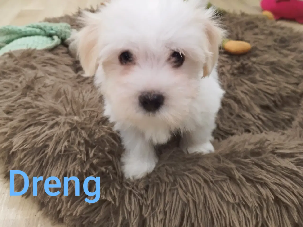 Billede 1 - Bichon Havanais hvalpe