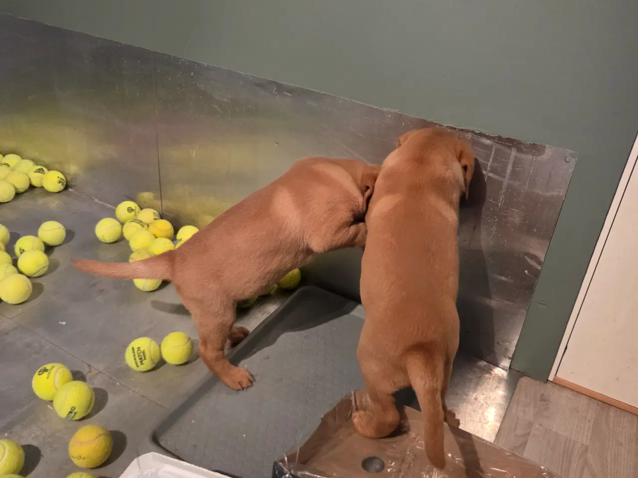 Billede 8 - Labrador retriver foxred