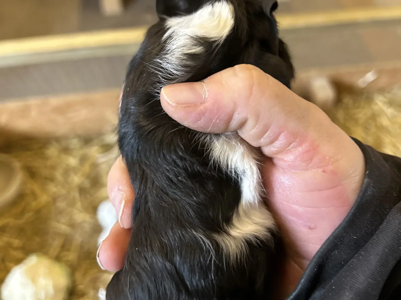 Billede 5 - 3 søde piger