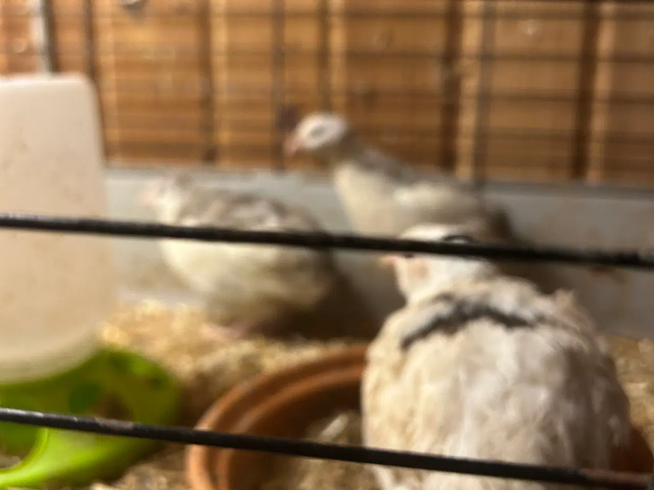 Billede 1 - To hunvagtler bortgives