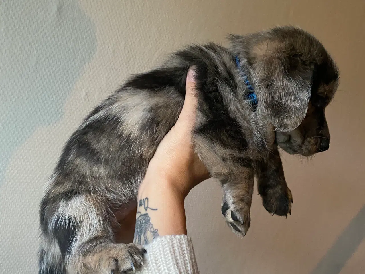 Billede 2 - Merle gravhunde mix standart