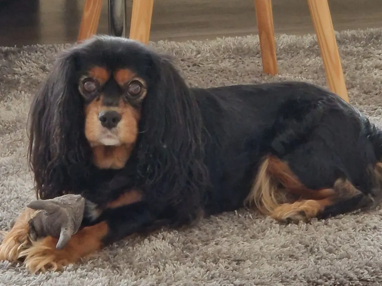 Billede 2 - Søges: Cavalier tæve