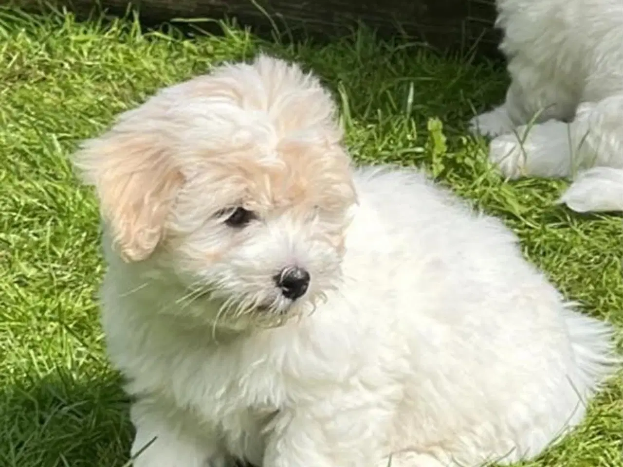 Billede 1 - Coton de Tulear