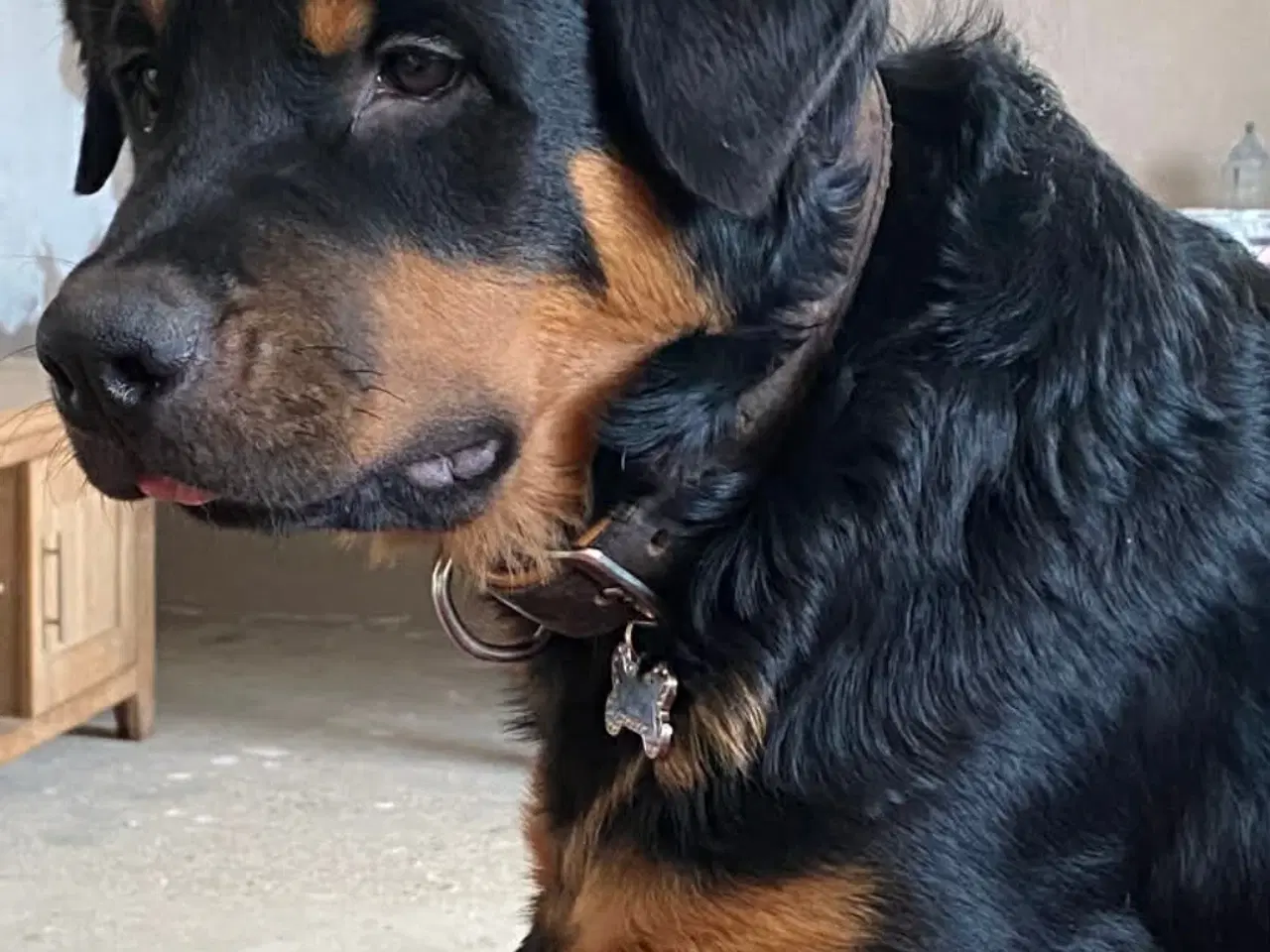 Billede 4 - Dejlig han hvalp søger nyt hjem