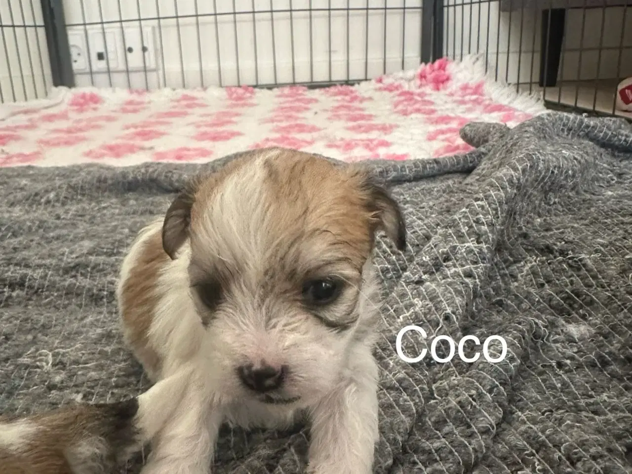 Billede 5 - Lhasa apso hvalpe