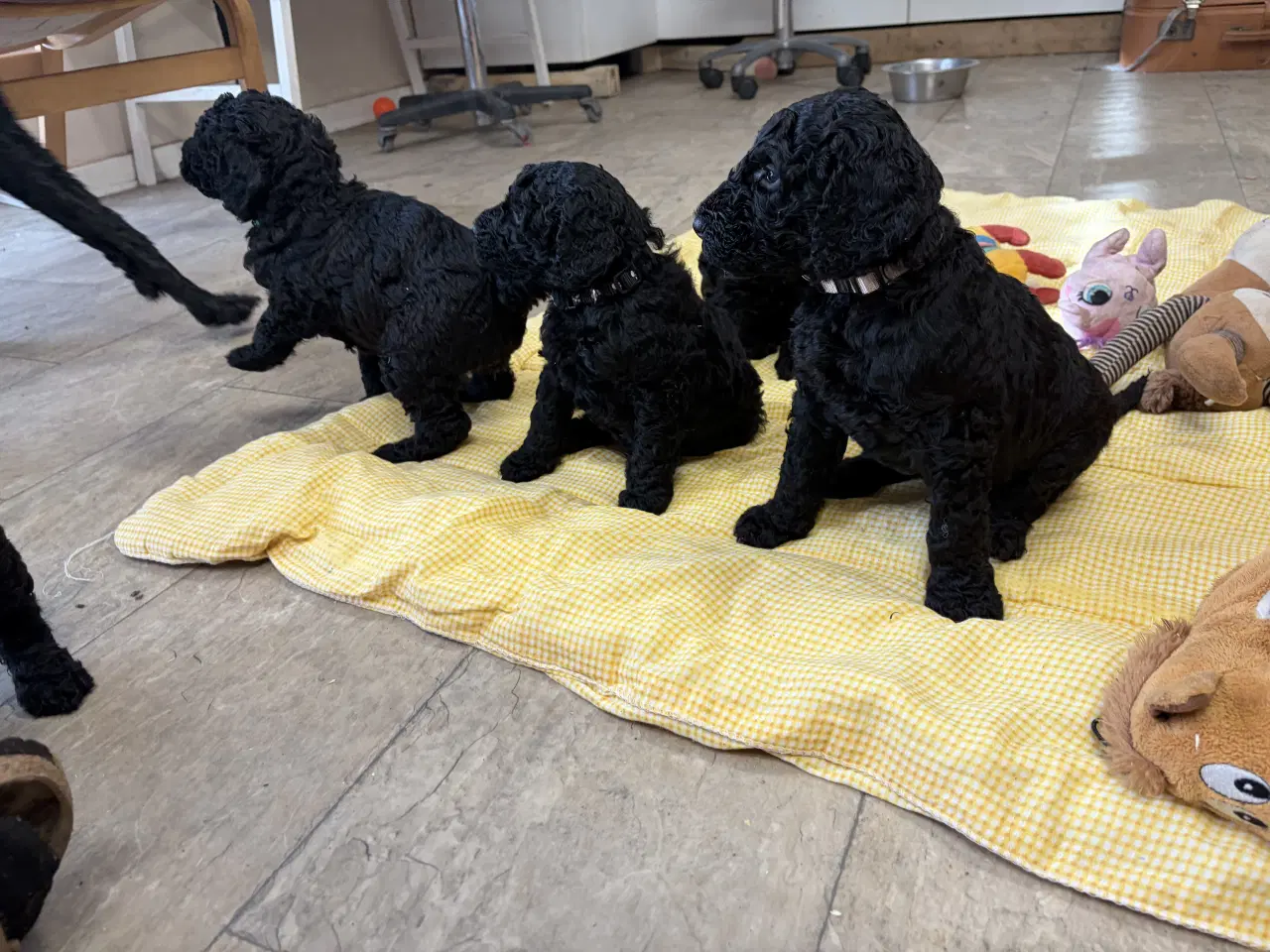 Billede 6 - Ægte mellem/ stor puddel babyer 