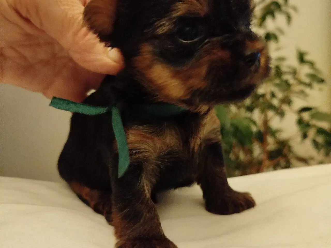 Billede 7 - Yorkshire Terrier hvalpe