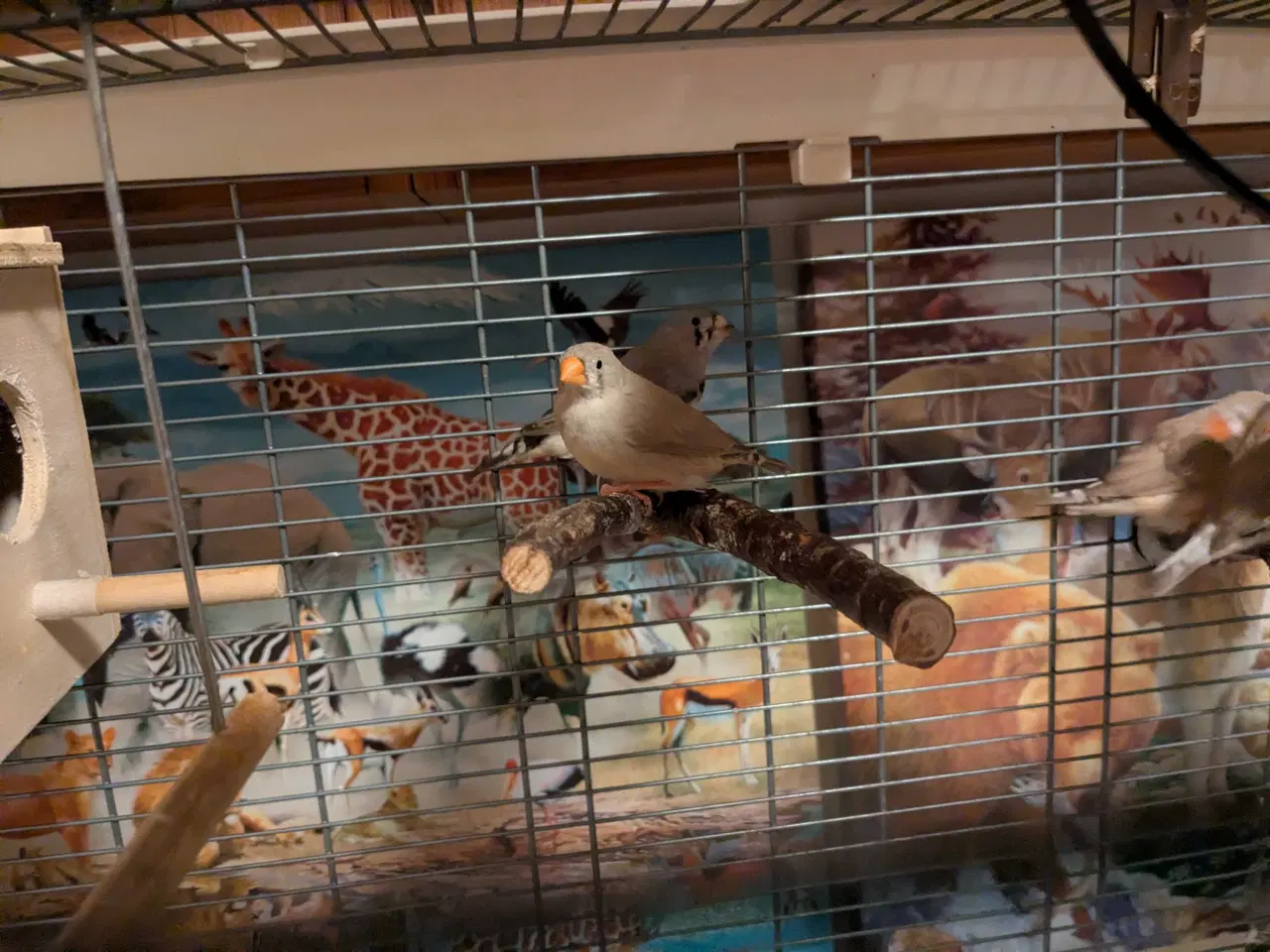 Billede 5 - 10 Zebraer finker med fuglebure