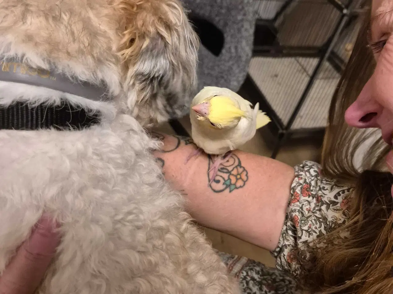 Billede 3 - Nymfeparakit med nyt bur