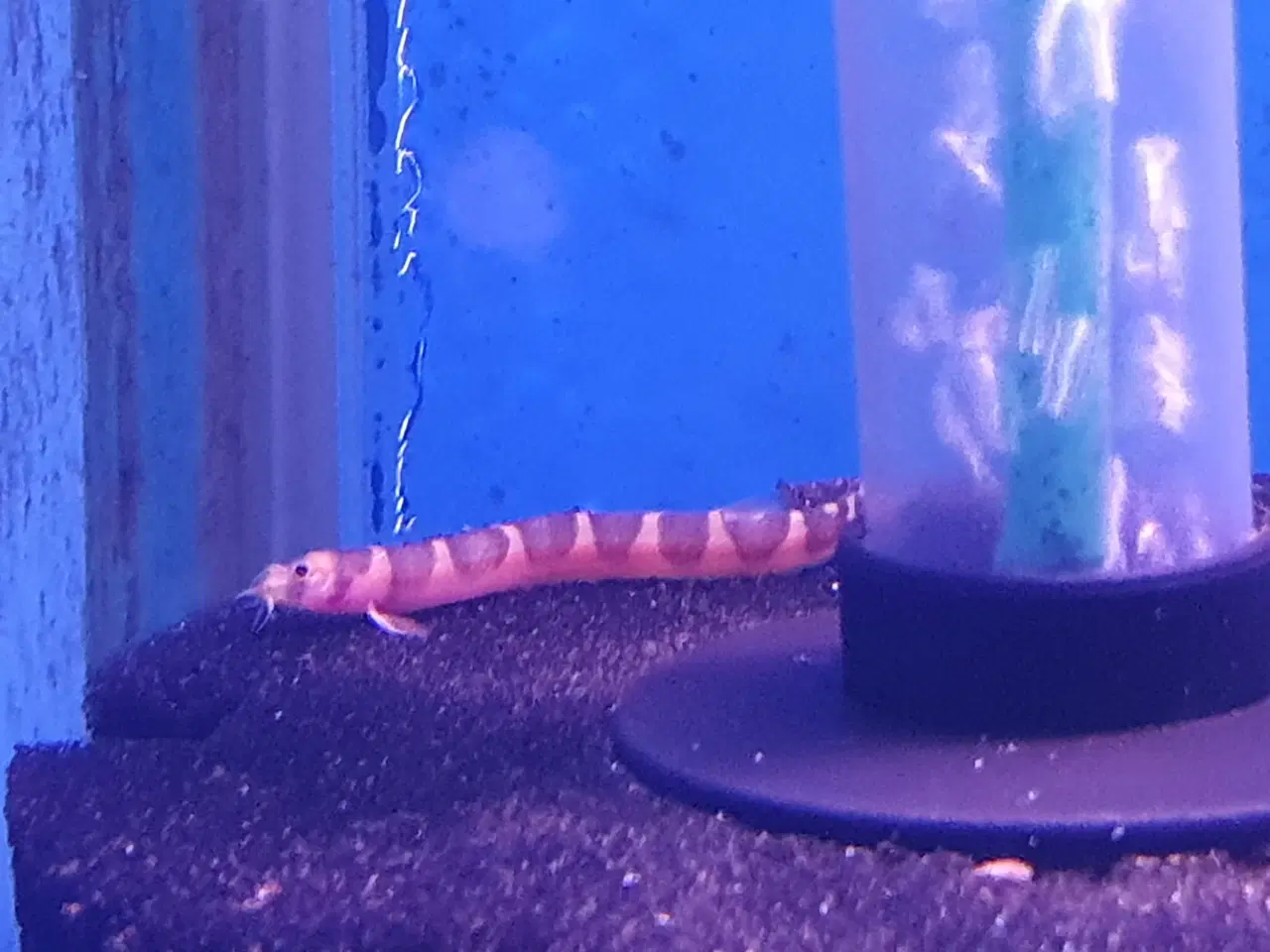 Billede 19 - KUHLI ÅL