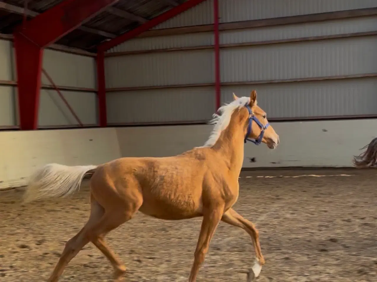 Billede 4 - Smuk palomino plag