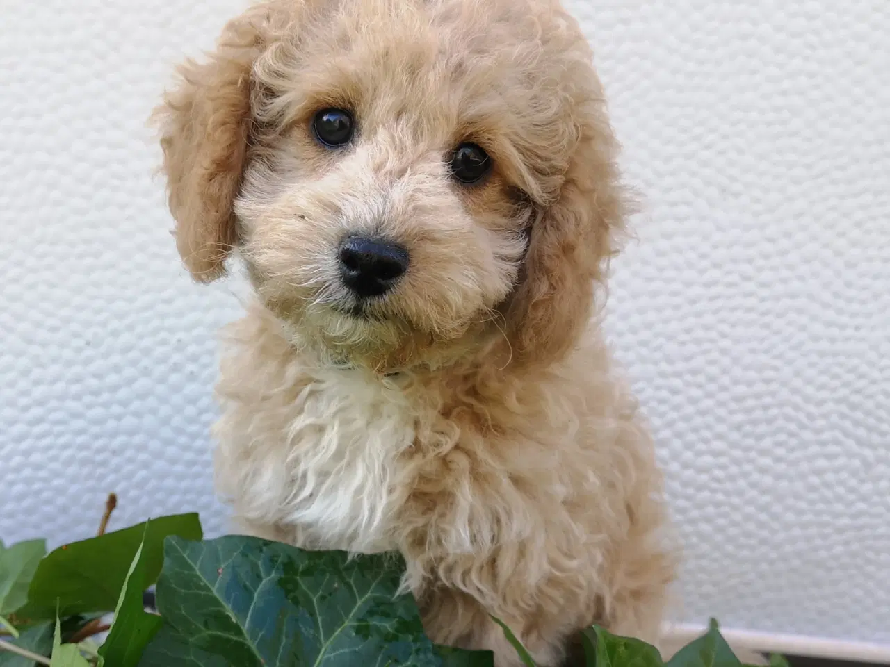 Billede 3 - Cavapoo hvalp