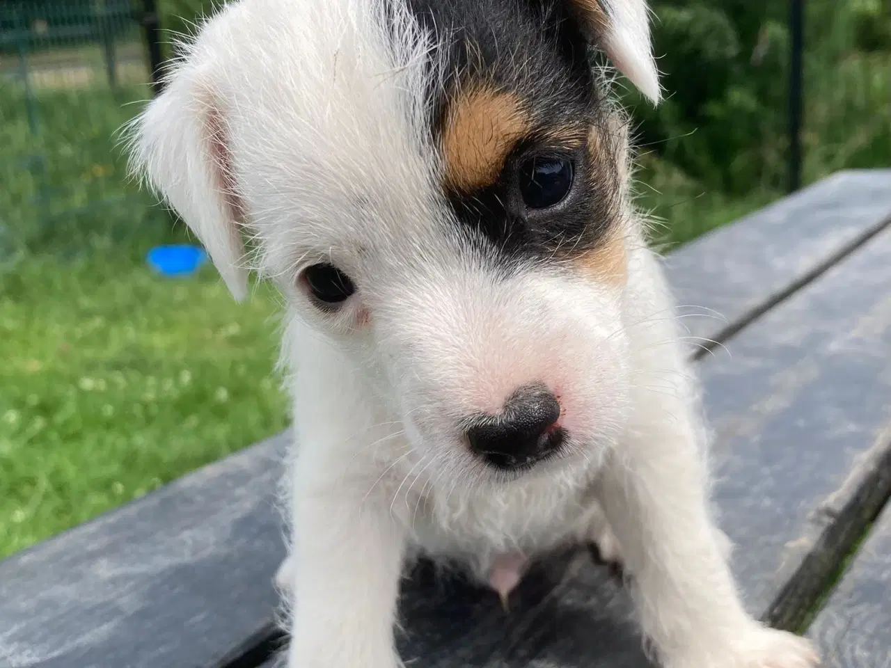 Billede 4 - Cnuddel (Parson Jack Russel Terrier)