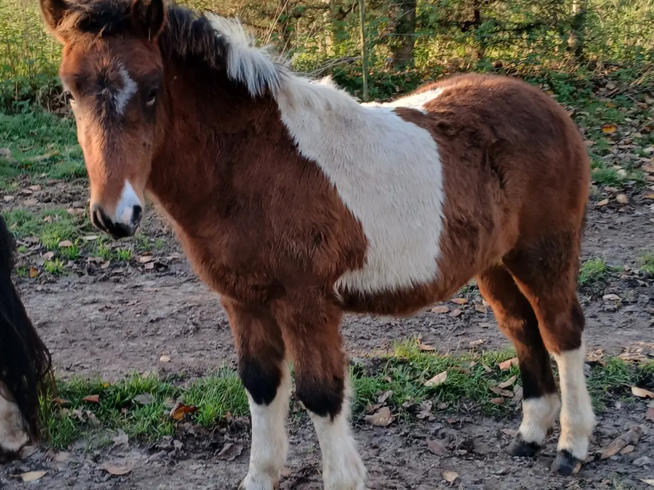 Billede 1 - Hoppeføl sælges