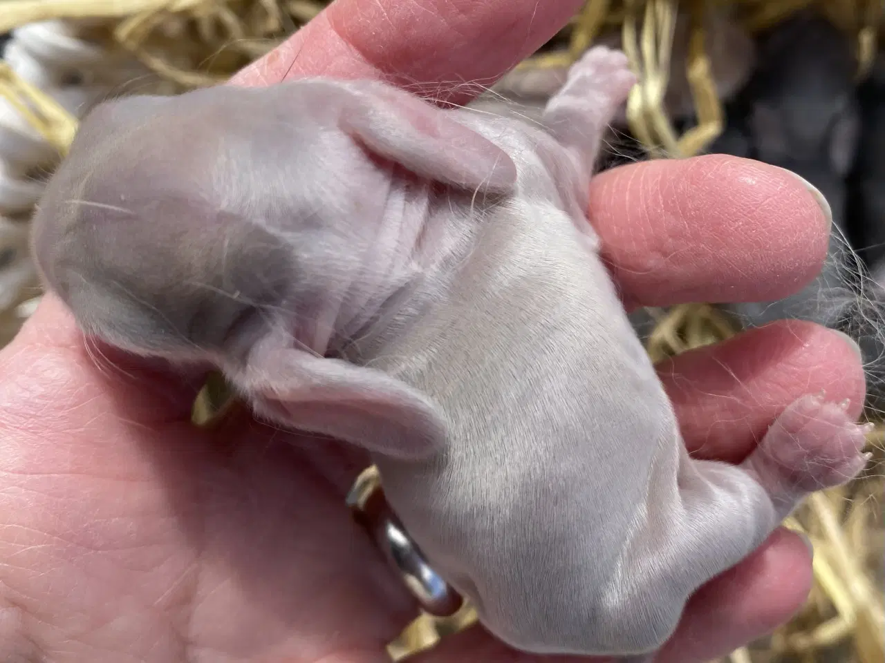 Billede 4 - FRANsK VÆDDER HUN ISABELLA