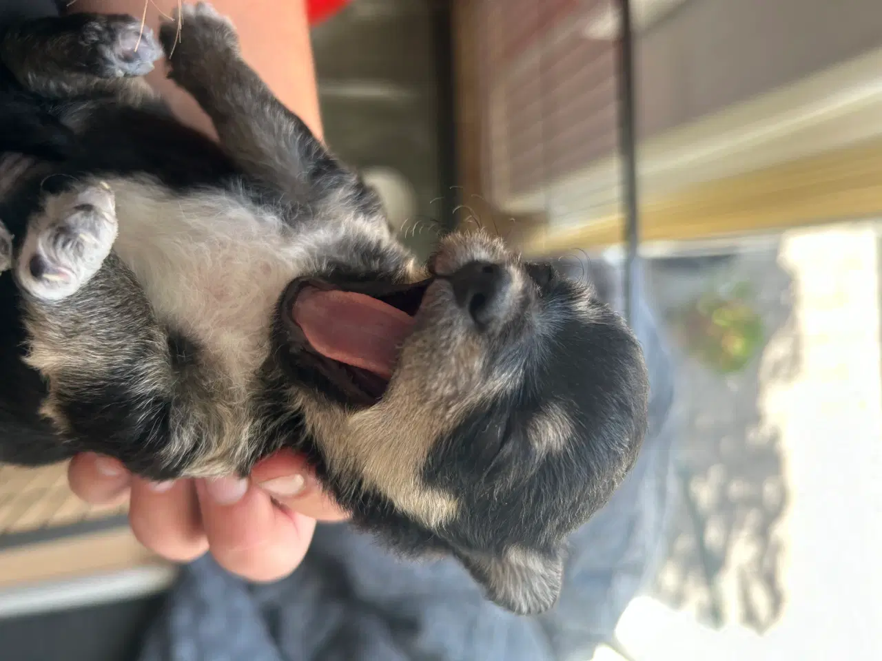 Billede 9 - Chihuahua/yorkshire terrier