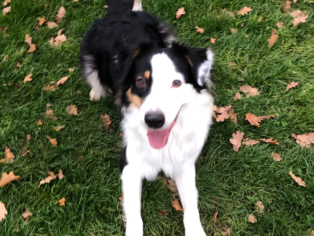 Billede 4 - australian shepherd han på 1 år 