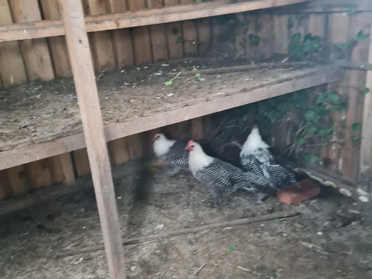 Billede 1 - Sølvbrakel