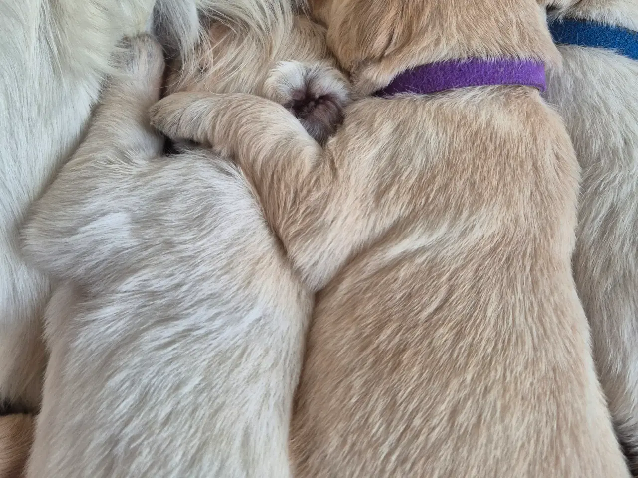 Billede 12 - Golden retriever hvalpe 