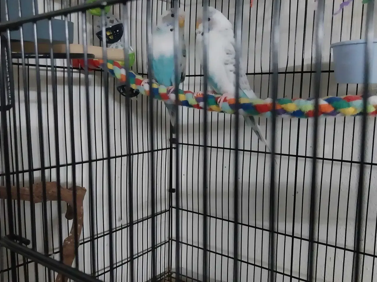 Billede 3 - 2 undulater