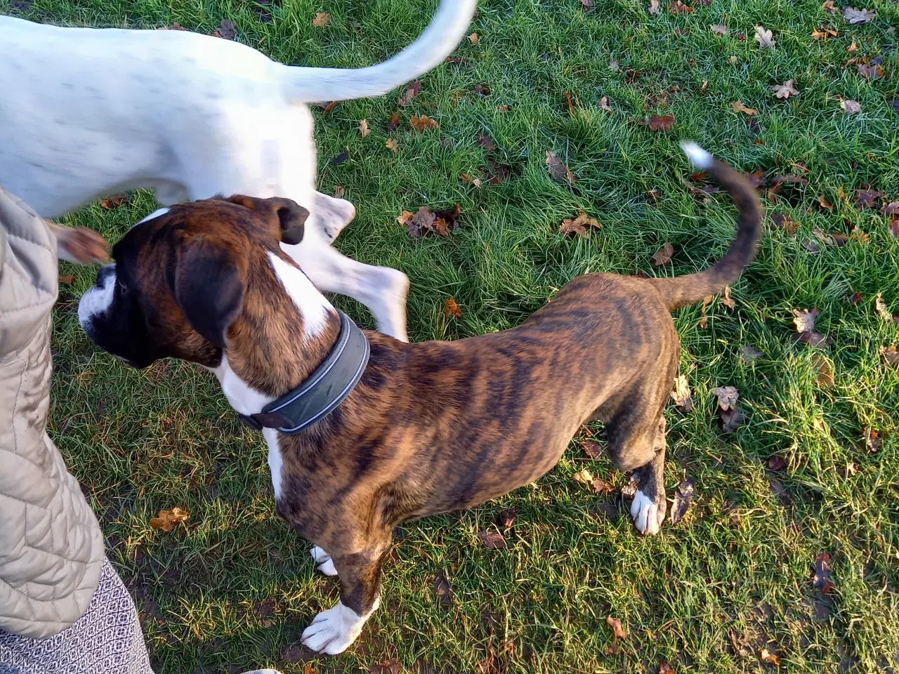 Billede 4 - Han boxerhvalp sælges – klar til nyt, kærligt hjem