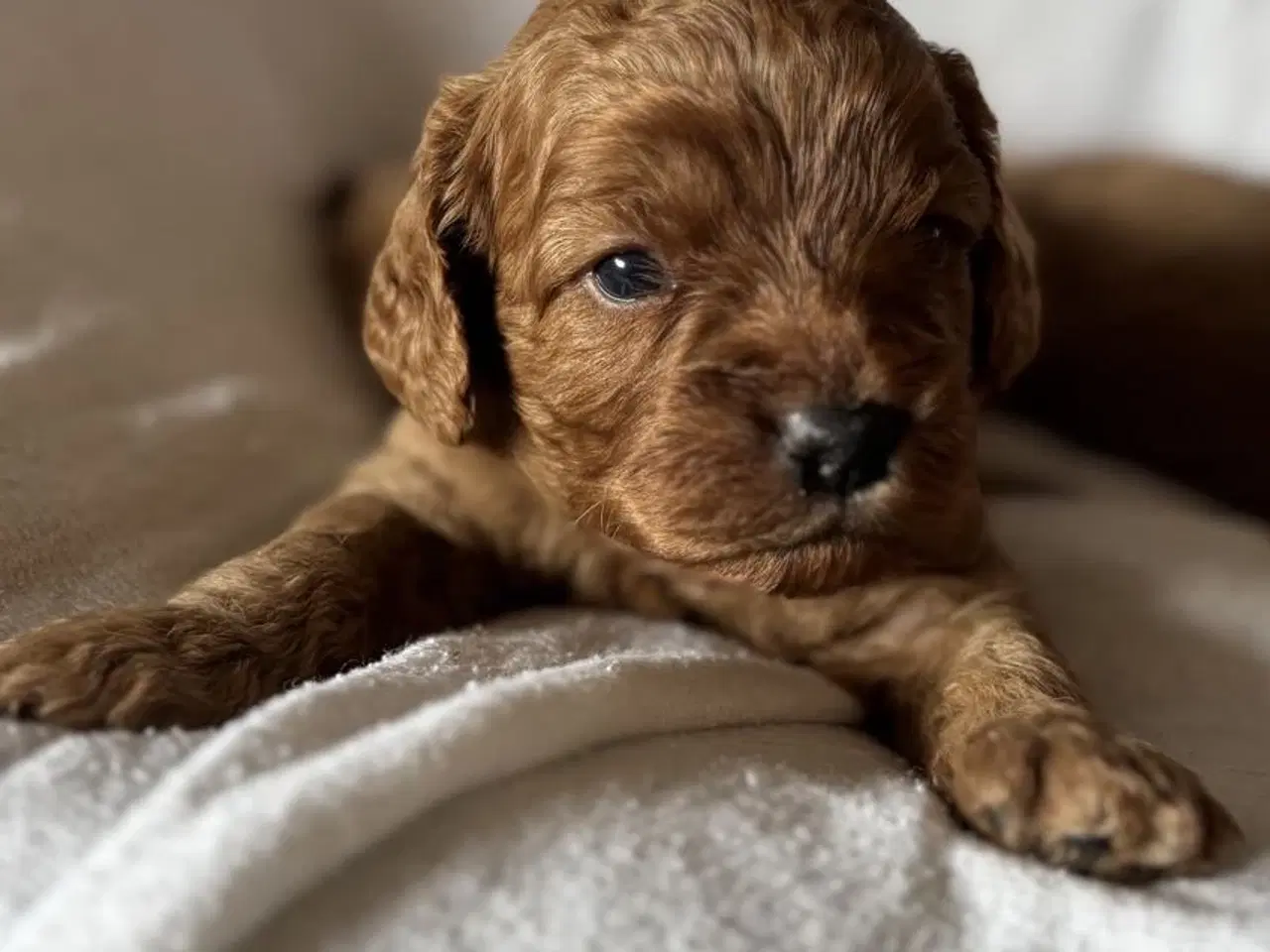 Billede 7 - Cavapoo hvalpe - flytteklar uge 29 