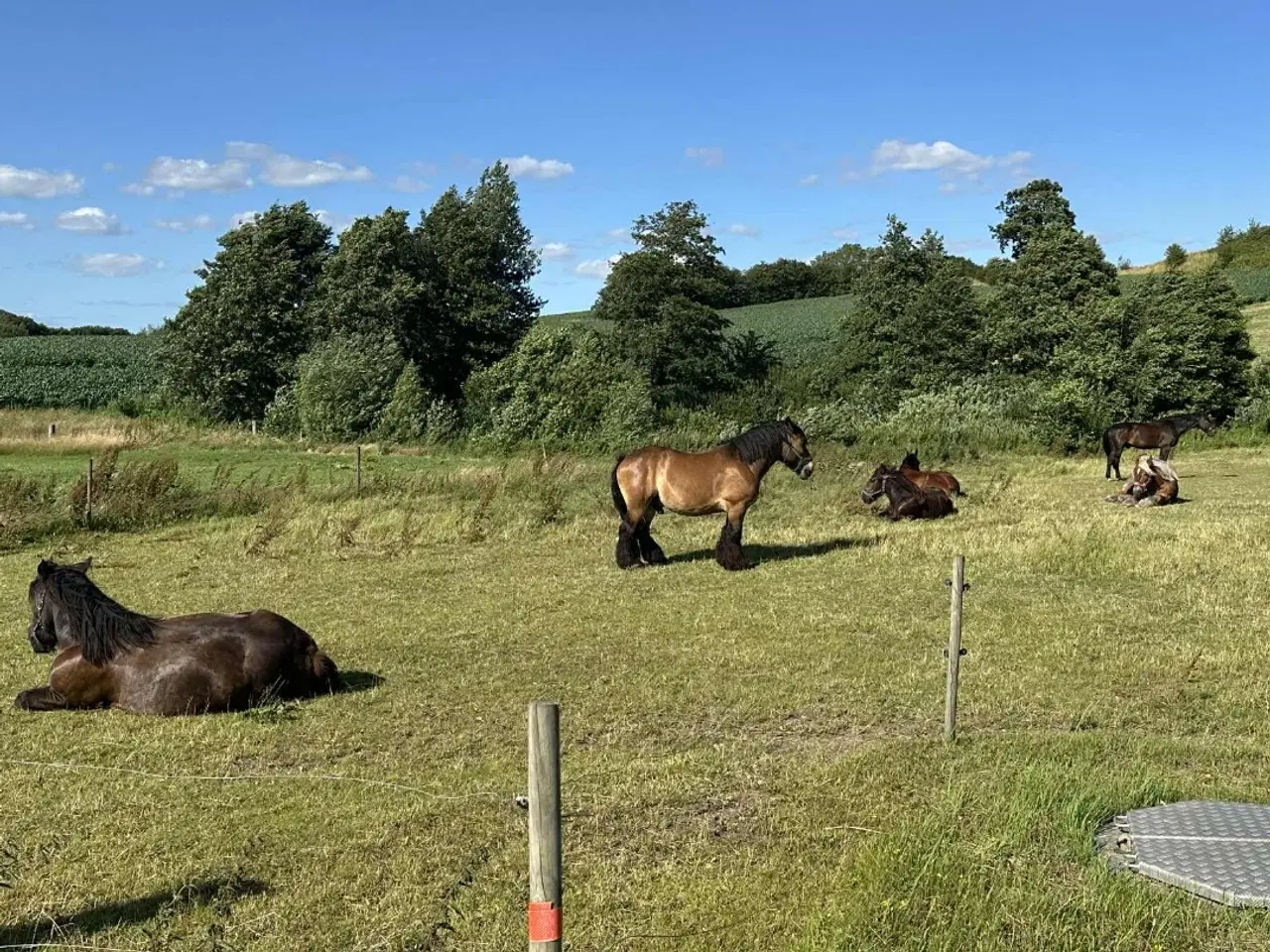 Billede 10 - 1 årig Jyskhest hingst sælges