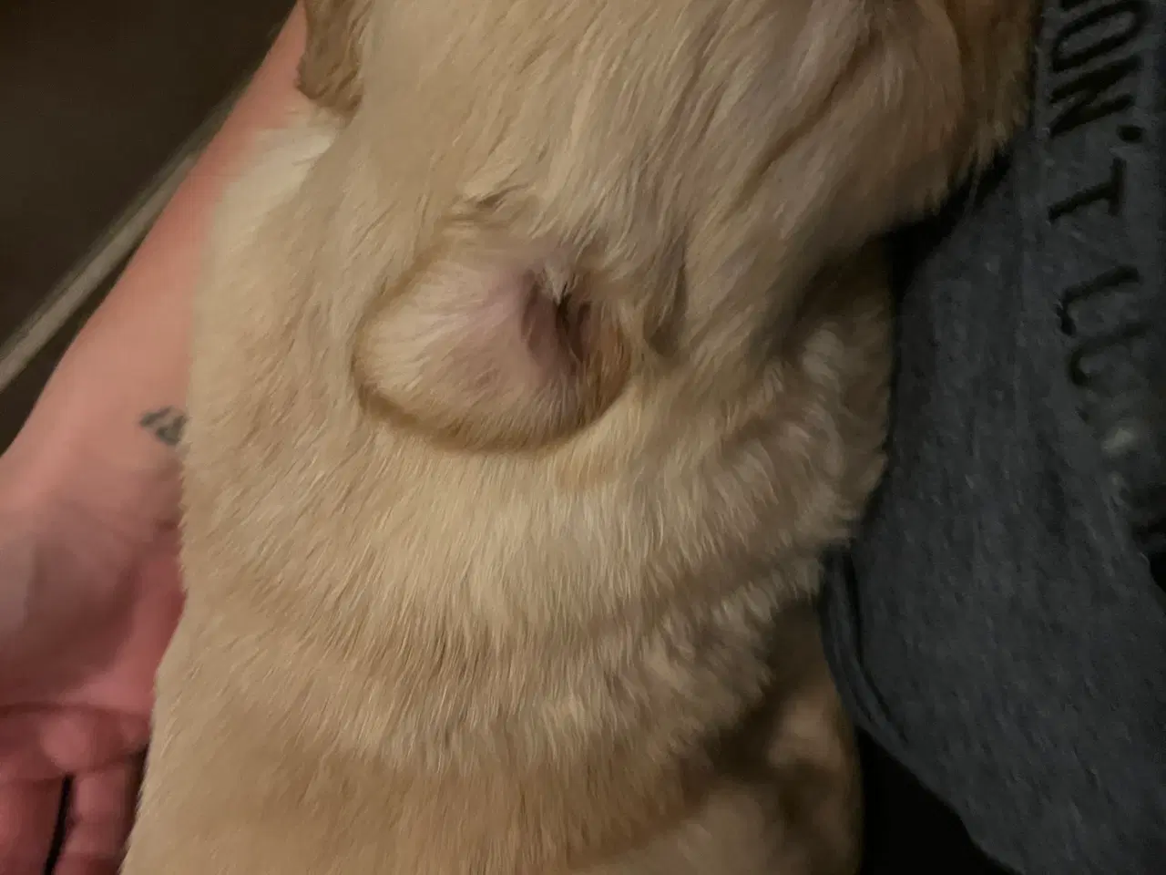 Billede 2 - Familie hunde søger nyt hjem