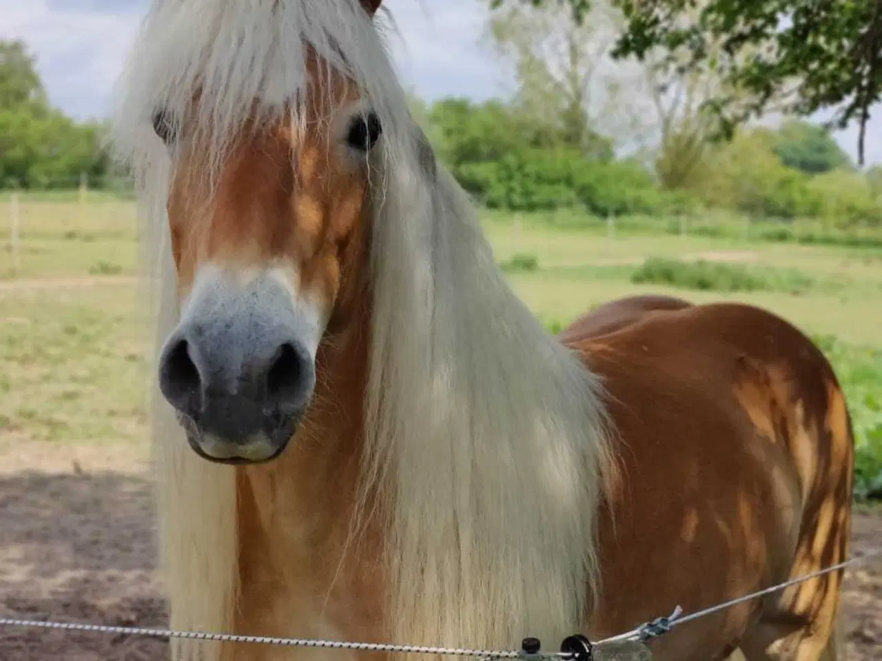 Billede 4 - Haflinger hoppe til avl eller hygge 
