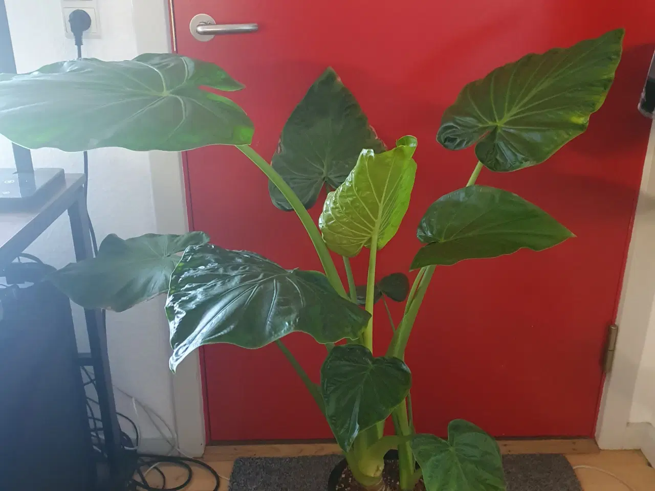 Billede 3 - Alocasia odora 'Indian'